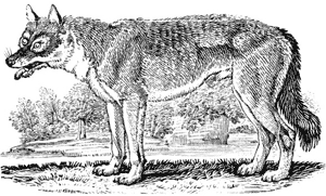 Woodcut showing a wolf.